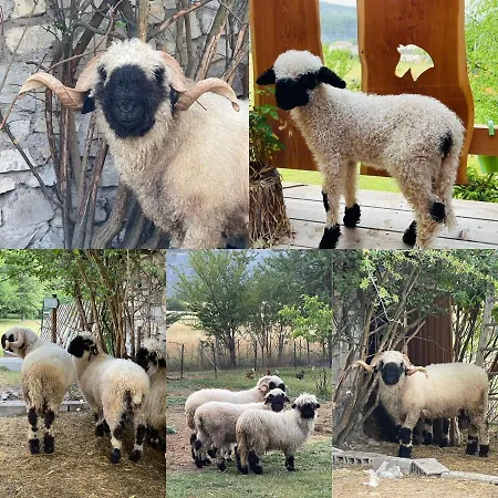 Sur Pilotis Ane'ita De L'arbenquens Chalet *