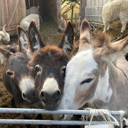 Sur Pilotis Ane'ita De L'arbenquens شاليه *