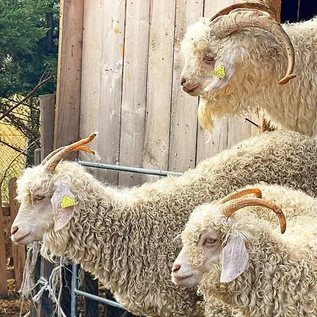 Sur Pilotis Ane'ita De L'arbenquens * La Mure-Argens